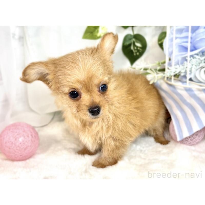 成約済の滋賀県のチワプー:チワワ×トイプードル-410376の2枚目